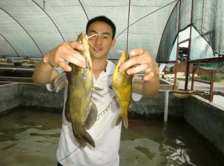 黄骨鱼|这种黄骨鱼不建议吃,我也是今天才知道,很多人还在买,快看看