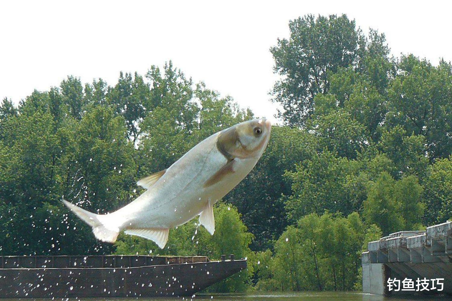 鲢鳙|钓鲢鳙的5个要诀,想要钓得多,这5个方面很关键