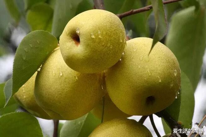 排骨|明天是“出伏日”，再忙别忘了吃4样，老传统寓意好，轻松度秋！