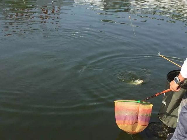 夏季阴天这样钓,连竿又爆护!