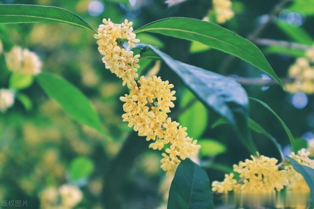 瘀血在，瘀堵生ED，这个时方打通身体瘀堵，气血通了宗筋才有力