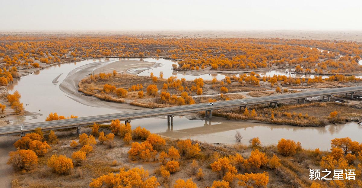 胡杨林|中国最美胡杨林，沙漠与水，金黄耀眼