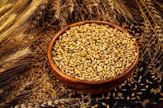 |玉米、麦子、大米和小米哪个钓鱼效果好？谷物的钓鱼效果对比