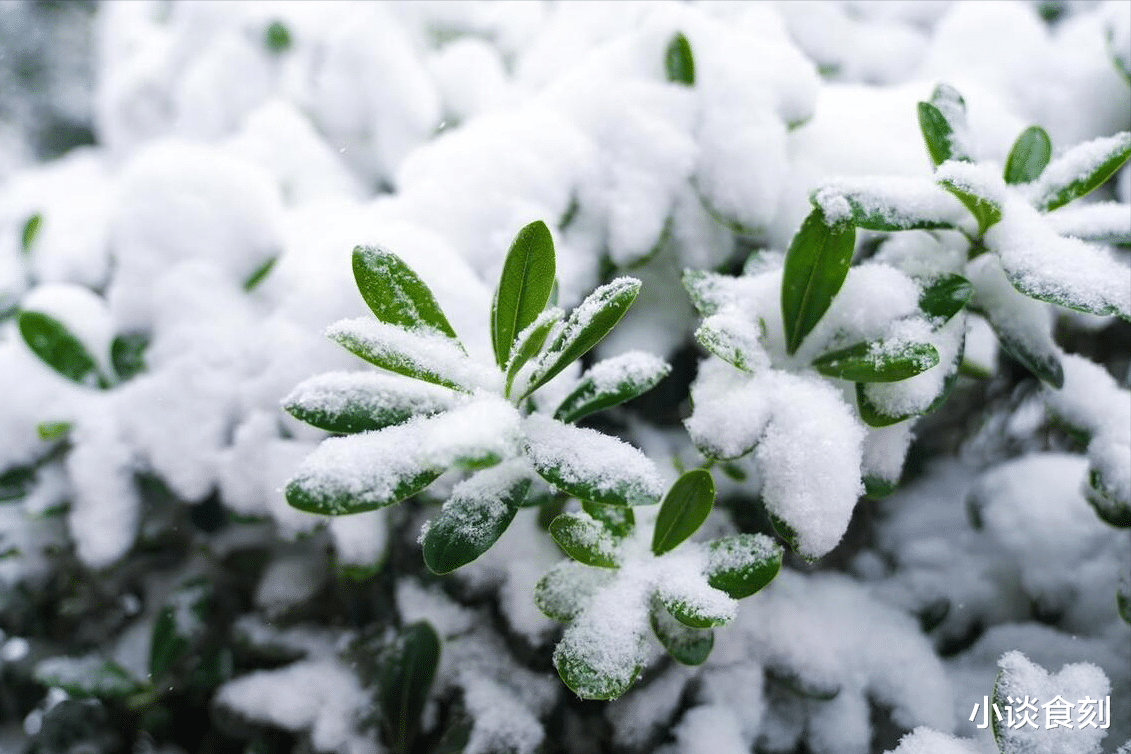 |今年是早大雪,老话“大雪来得早,春节不穿袄”,今年春节不冷?