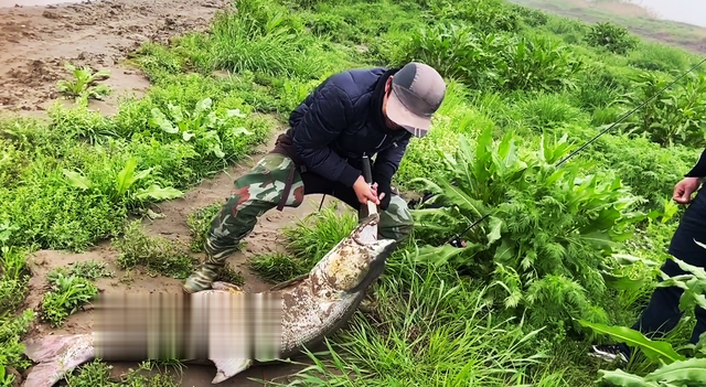 饵料|湖北钓鱼人钓获罕见百斤巨鱤,相当于人类中的百岁老人?