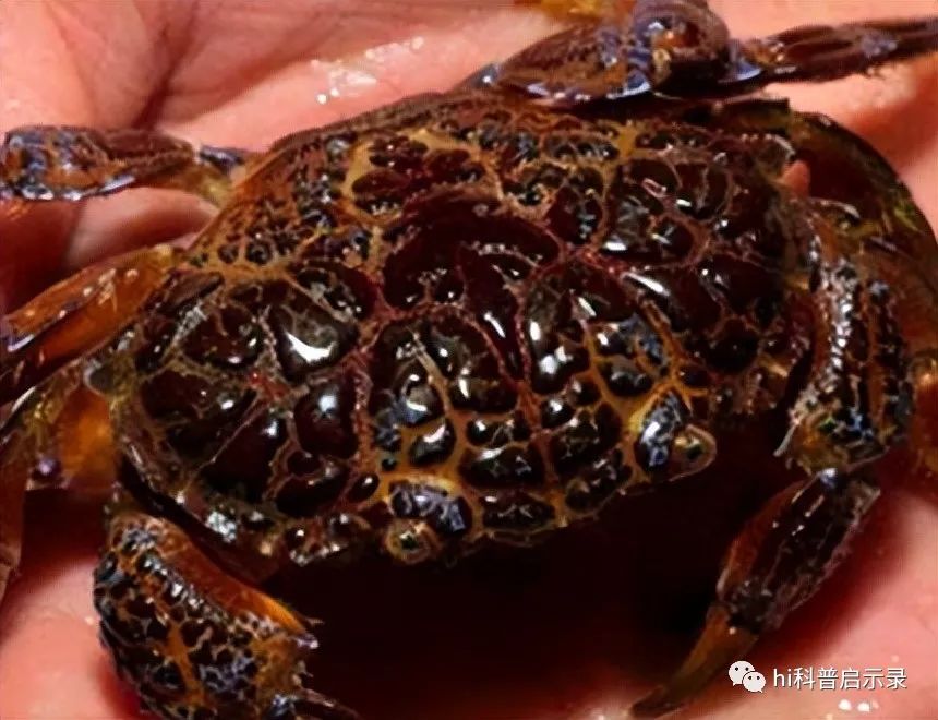 贴秋膘|揭秘！奇葩命名背后的毒蟹之谜