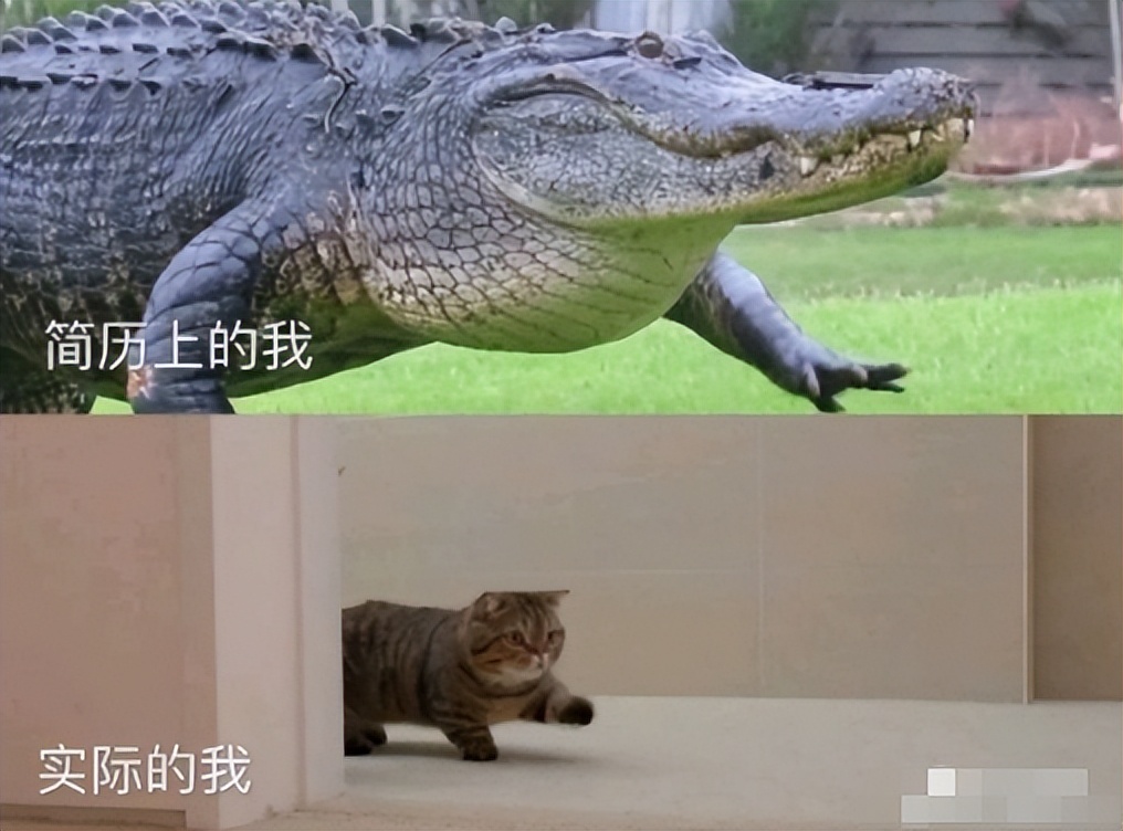 出门在外身份都是自己给的！00后实习生晒简历，看后忍不住笑活了