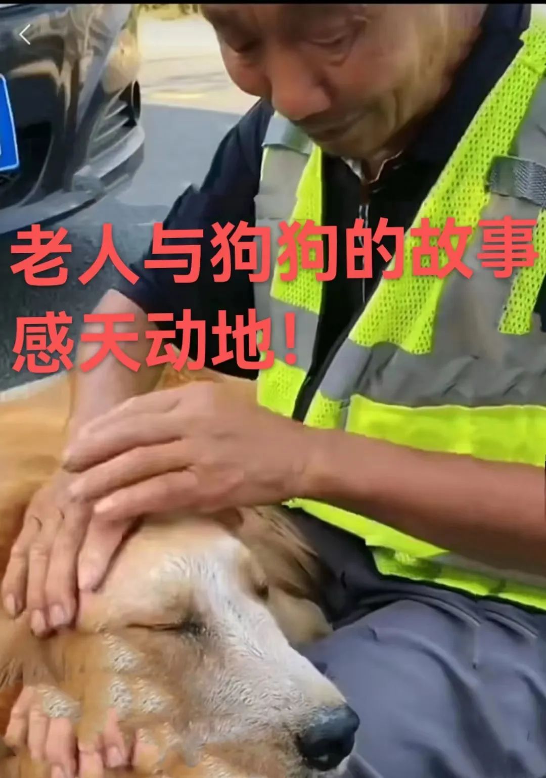 感天动地狗狗:你救我一命,我替你挡灾!