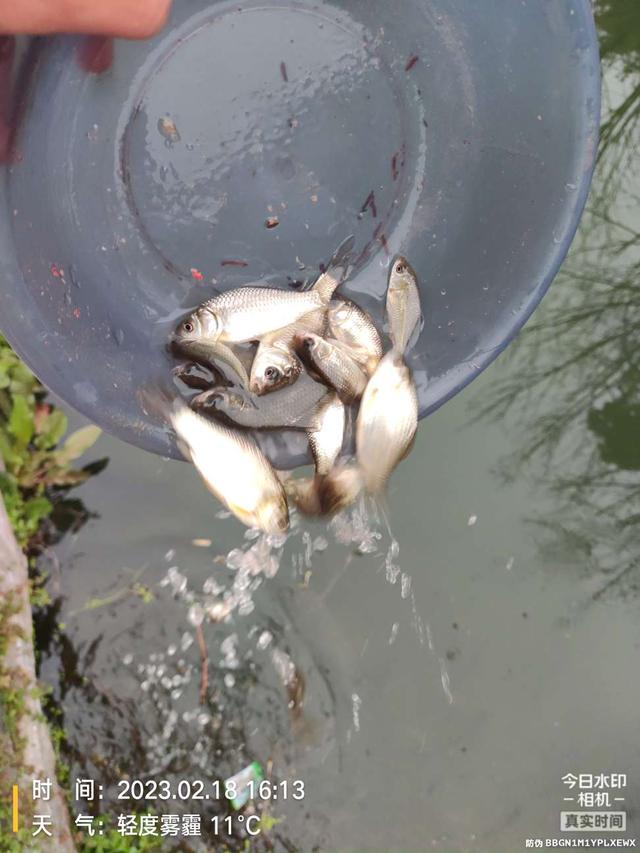 |【钓鱼之家虾粉】找准钓点，虾粉发威，终得过瘾！