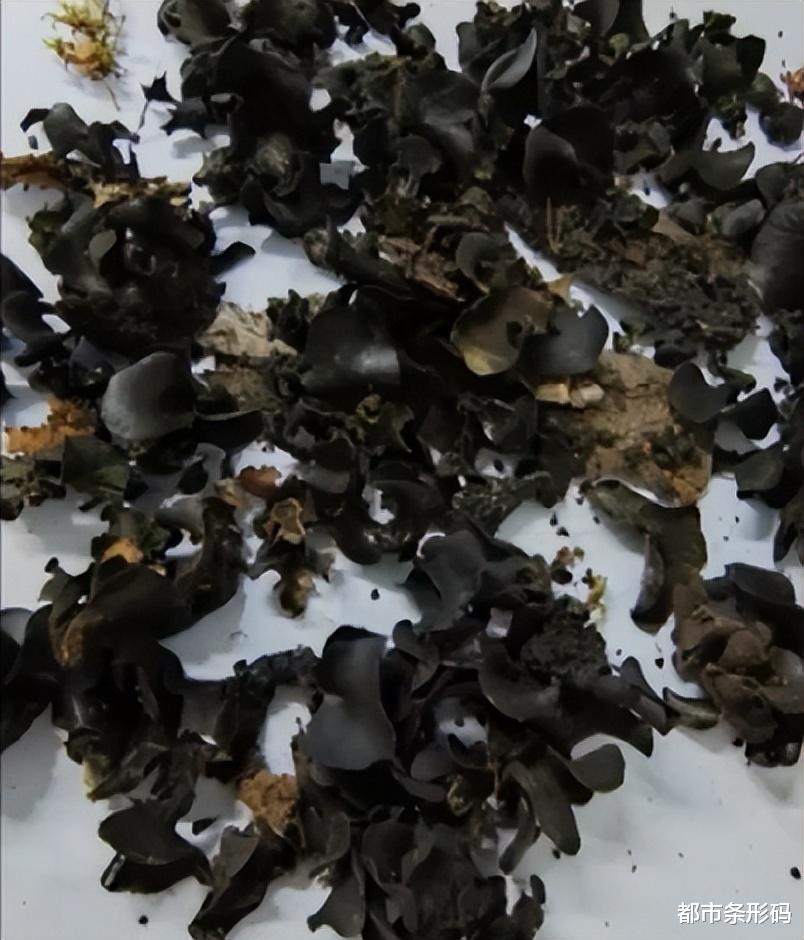 蚊子|?千万别碰!昆明一家10人食用,9人中毒!医生提醒→