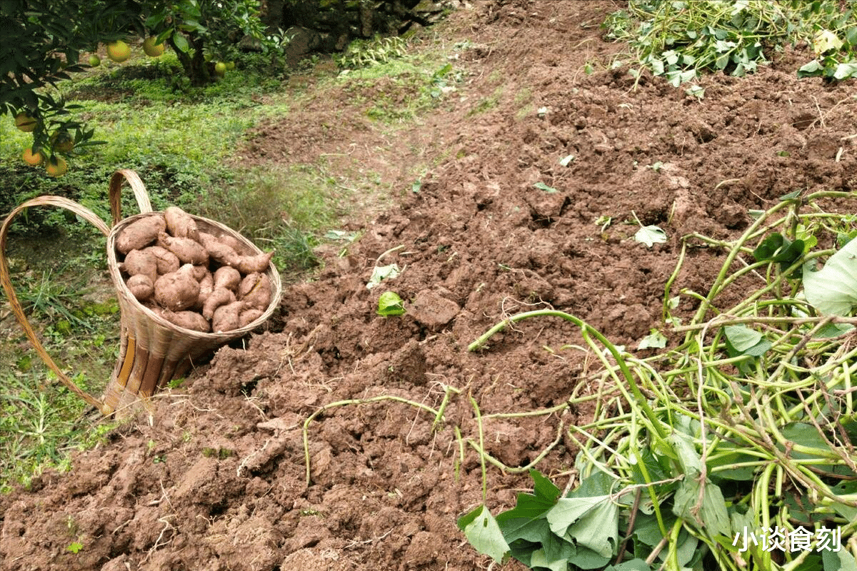 红薯|“红薯五不吃,吃了秋难安”,喜欢吃红薯的要留意,别不当回事