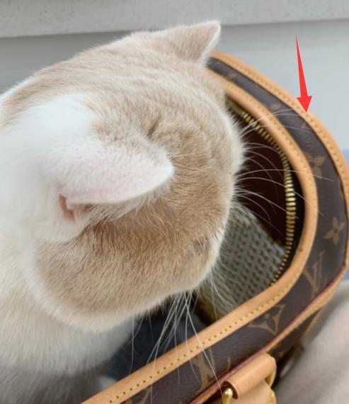 程晓玥|程晓玥孕后期还在忙碌,怀女儿爱吃芒果,晒几万奢侈品包包