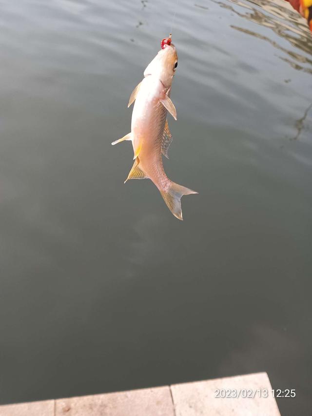 大爷|【钓鱼之家虾粉】雨后初晴,鱼情艰难,幸有虾粉,共度难关