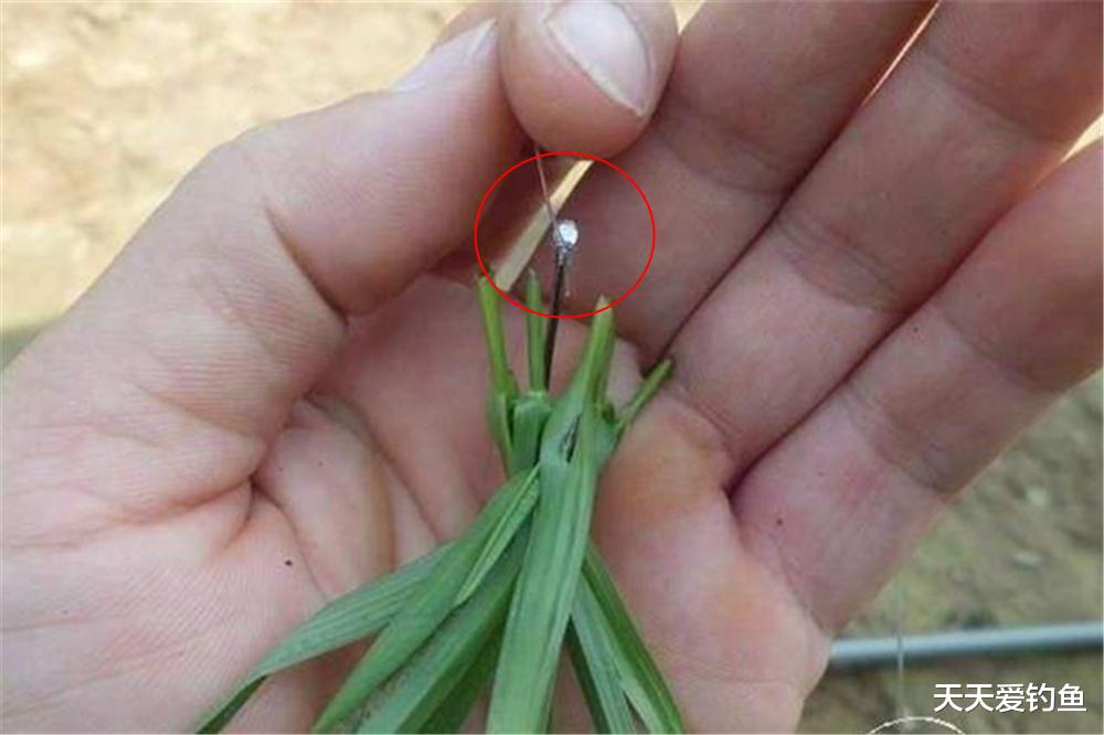 饵料|草鱼不咬钩?是你挂饵的方法不对,换个方法连竿上鱼