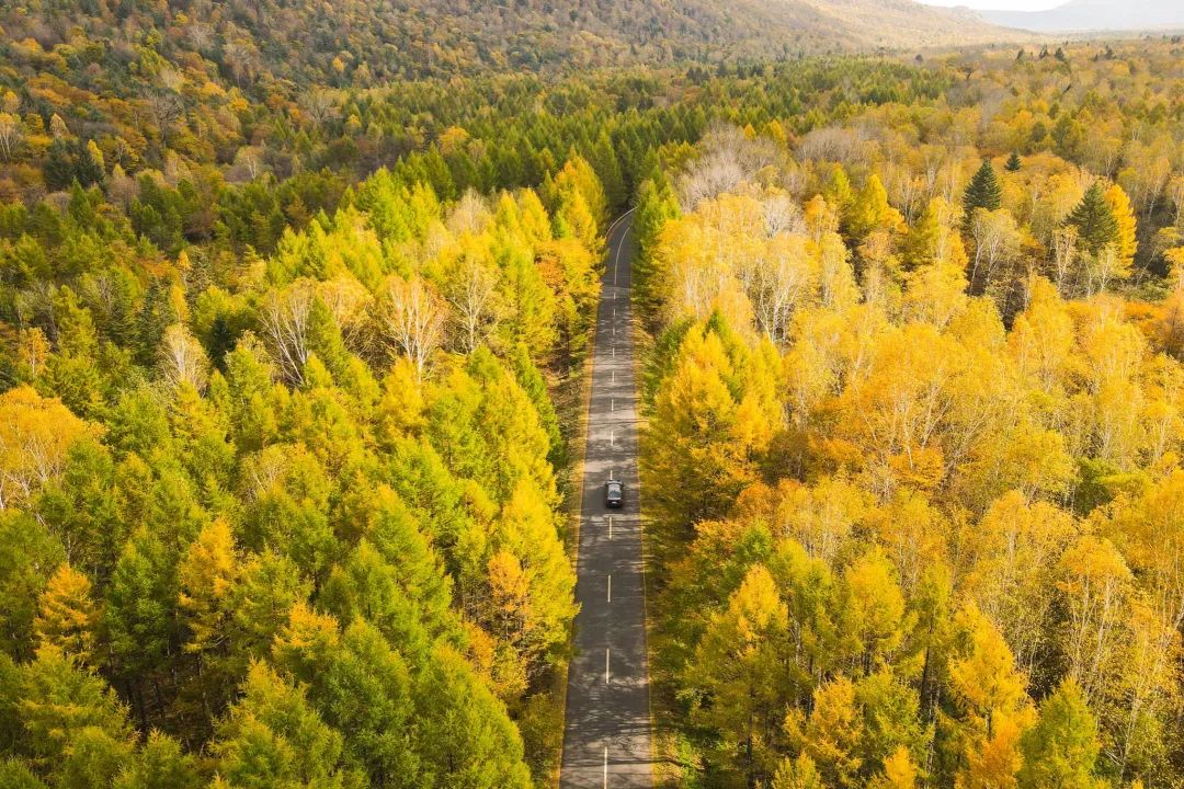 伊春|不是北疆，不是阿尔山，它才是国内秋色天花板！坐拥最美“森林公路”