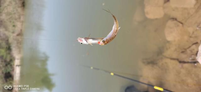 饵料|当隔夜窝遇上通杀腥,喜迎冬日小爆护