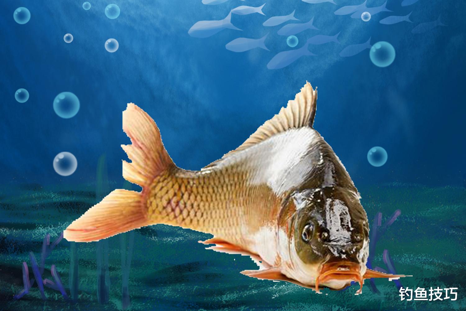 深冬时节鱼在水底的状态,鱼难钓的根本原因