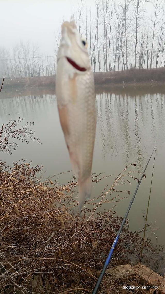 寒潮|冬钓寻着规律走，寒潮欲来出好口