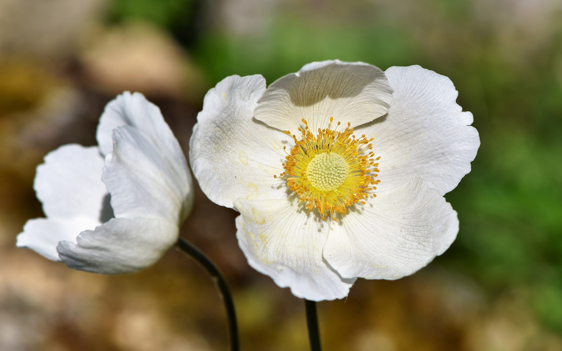 生肖|6,7,8月,顺利转好运,家业顺,发财多,翻身做贵人的3大生肖