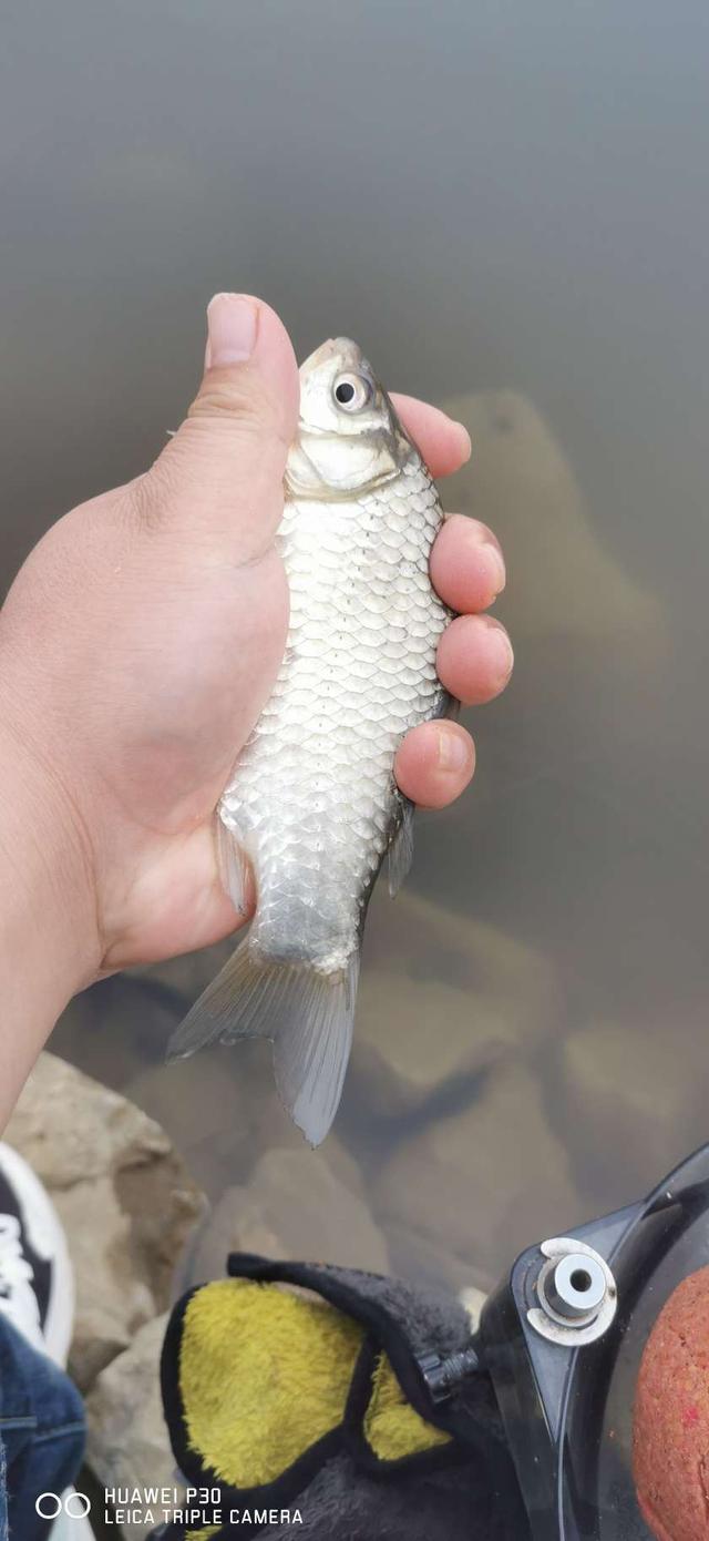 饵料|鱼口轻的情况下,应该如何应对?望各位大师不吝赐教