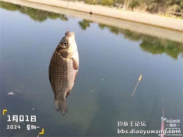 2024首钓爆护全放流,彰显地狱猫之大气