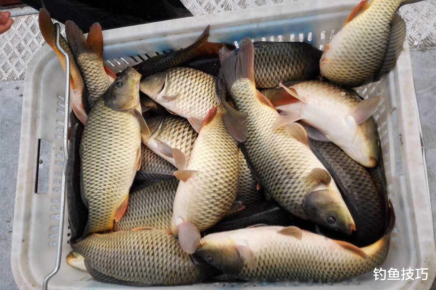 鲤鱼|4月份钓鲤鱼,一天换4次钓点,全天不停口