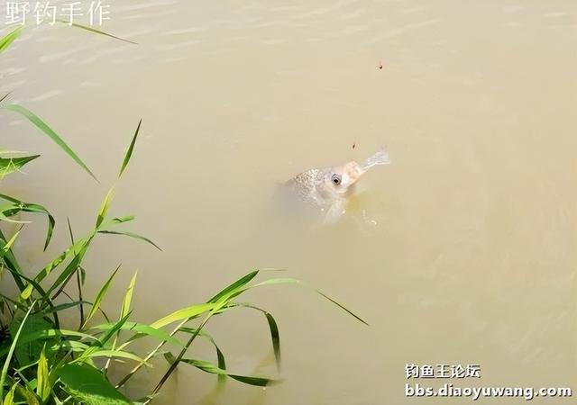 爽钓板鲫,今晚吃鱼