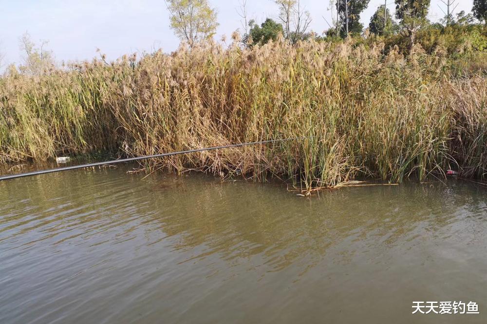 饵料|早春野钓,记住3不选3不钓,开春就能钓爆护