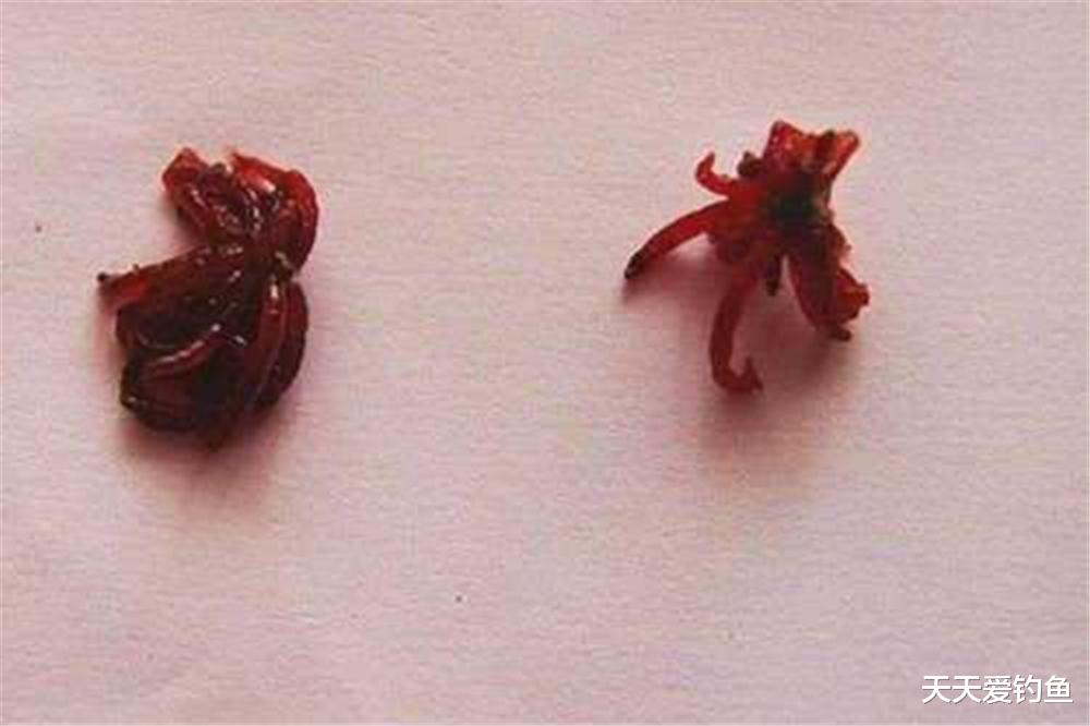好家伙|冬季野钓鲫鱼，红虫的最有效用法，一虫绝对胜百饵