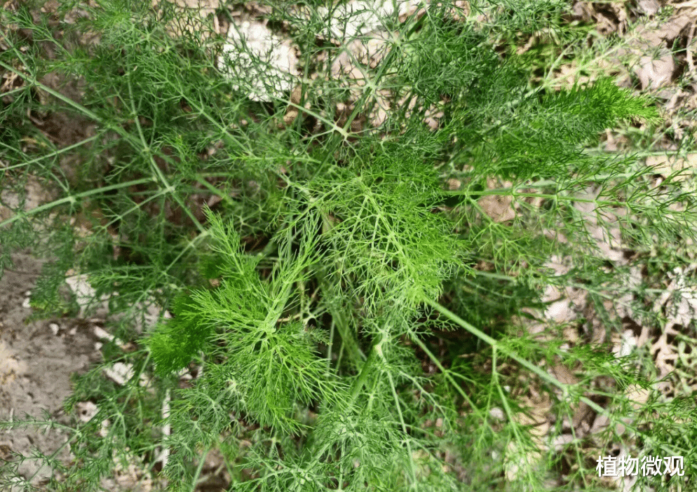 |茴香,又称谷香、野茴香,有4大作用,价值极高,农民朋友要了解!