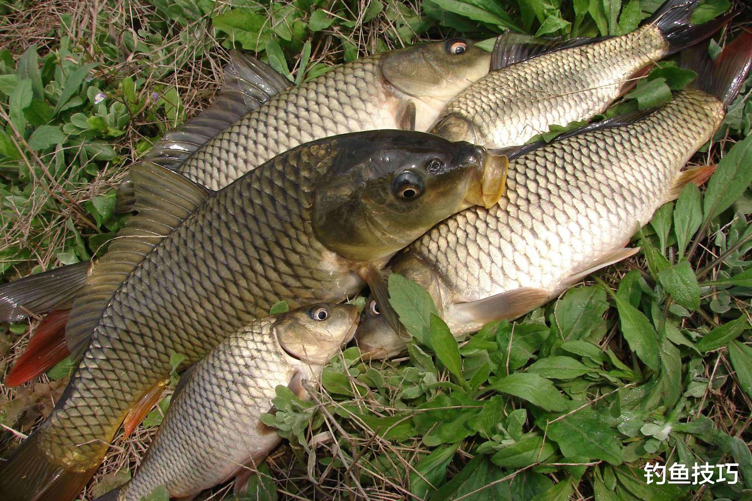 饵料|春季野钓大鲤鱼,窝料和钓饵的最佳组合,大幅提高大鲤鱼的咬钩率