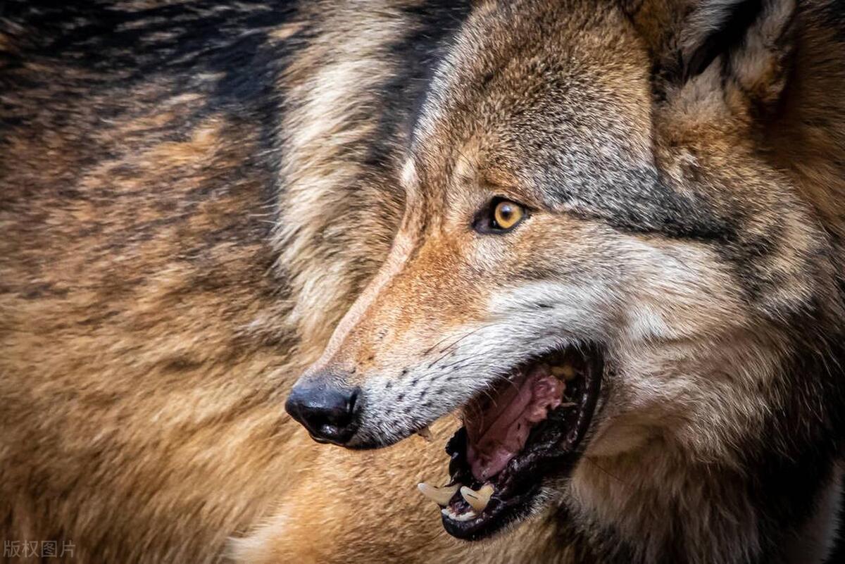 程序员|“狼”的哲学解读职场法制，学习成为能够理解职场政治智慧的野狼