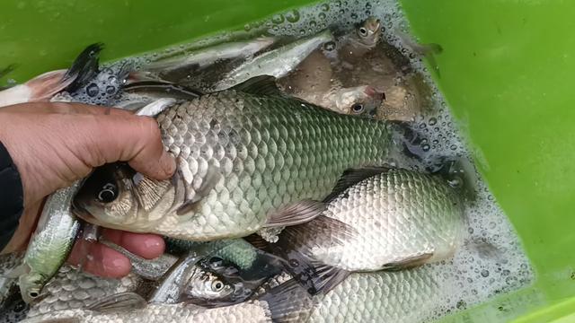 |深冬野钓天气与水深的关系，弄明白渔获真的能翻倍