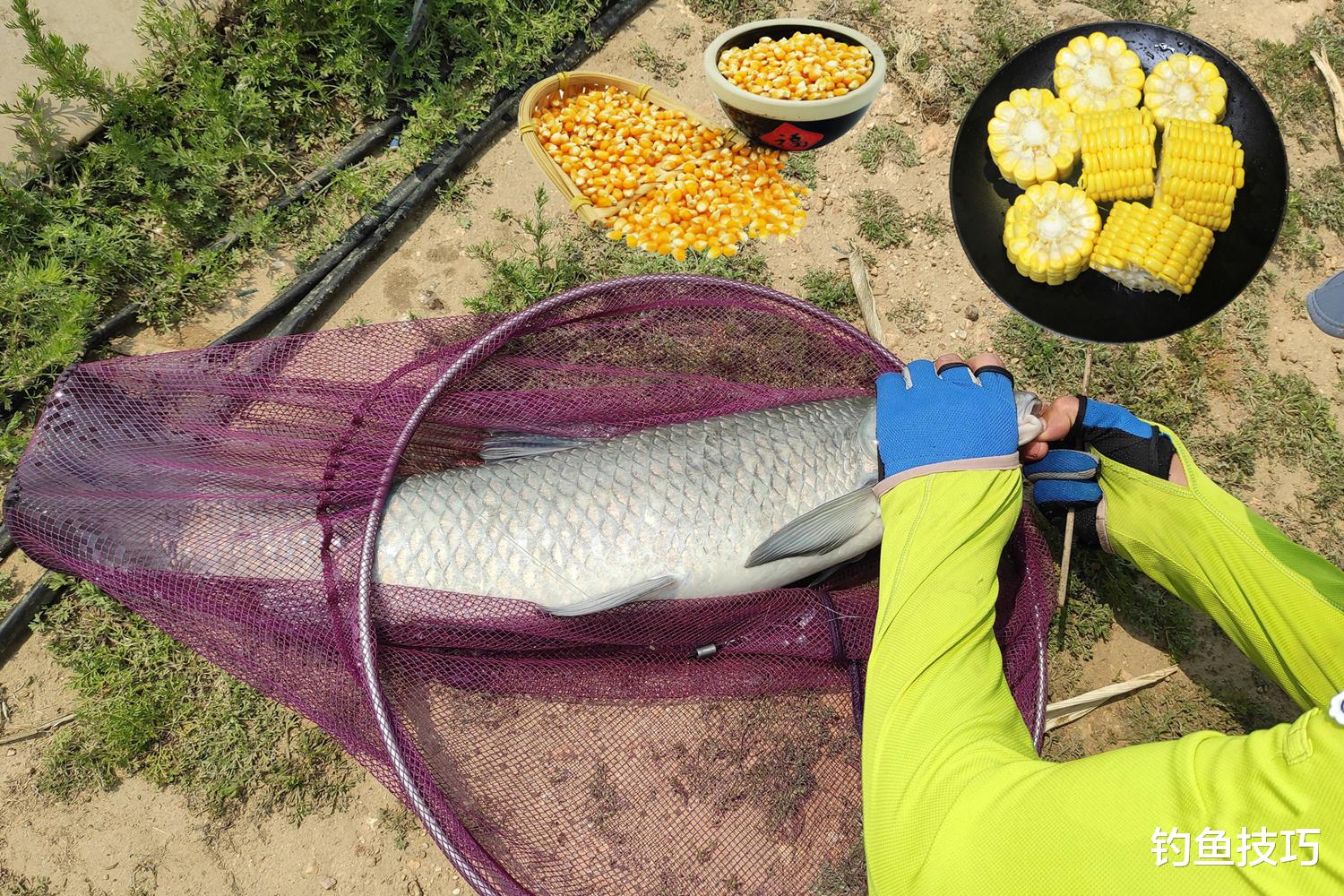 腥饵、素饵和荤饵有什么区别？很多钓鱼人都理解错了