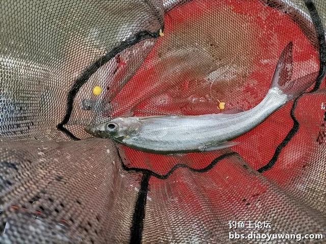 |生鲜大玉米,钓翘也钓鲫