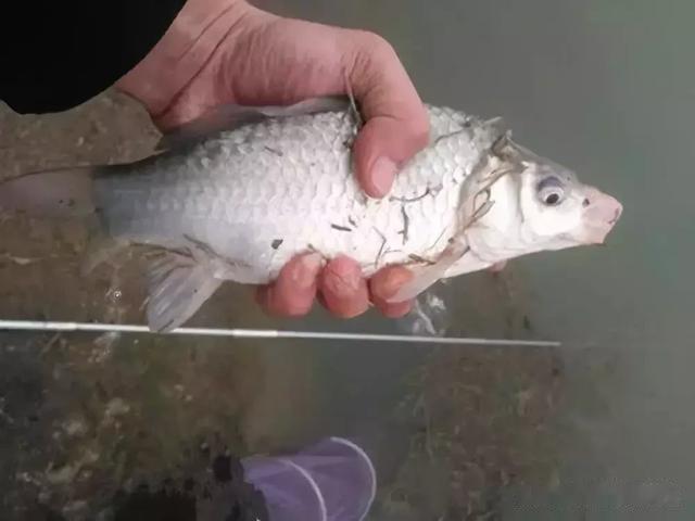 钓鱼指南|钓鱼技巧：新手看过来，野钓看漂抬竿的三大技巧