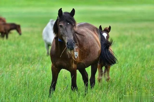 马肉|马肉鲜美,全球每年有470万匹马被屠宰,国人为什么很少吃马肉?