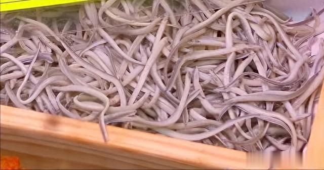 鳗鱼|曾经是猪饲料,现在却被卖到1万一斤,被誉为“西班牙国菜”?