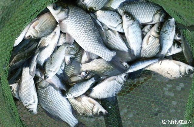 青苔|春季水底青苔多如何把鱼钓好?掌握应对方法及调钓,拒绝骚操作!
