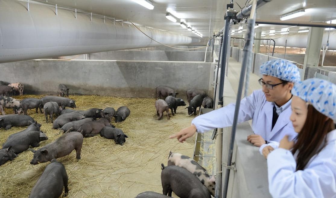 00后|“我找到工作了”，00后社恐女大学生进厂养猪，五险一金底薪4000