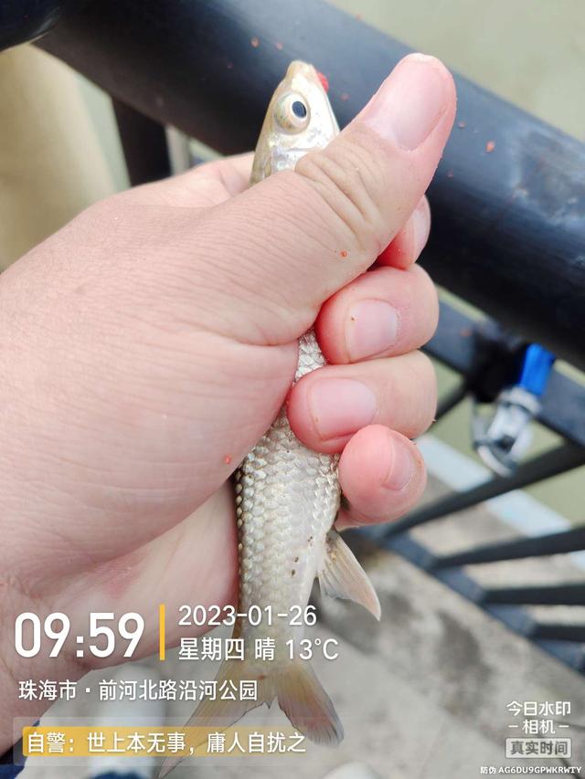 |退水浅中找深,上小钩却遇大鱼,欢乐惊喜一样都不缺