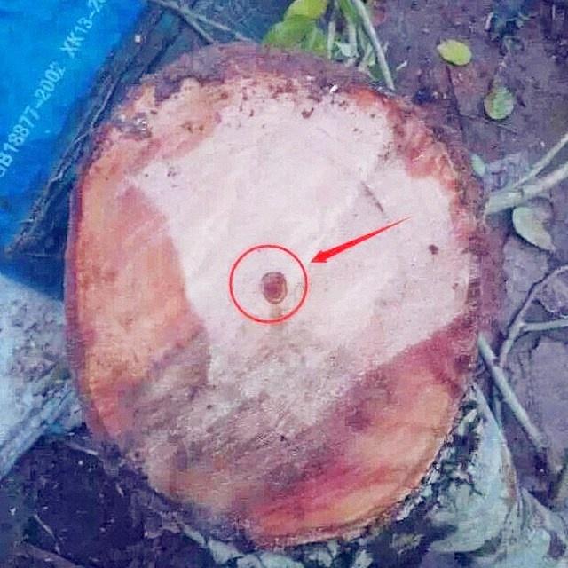 |20万赌黄花梨木头,居然一文不值,当场崩溃