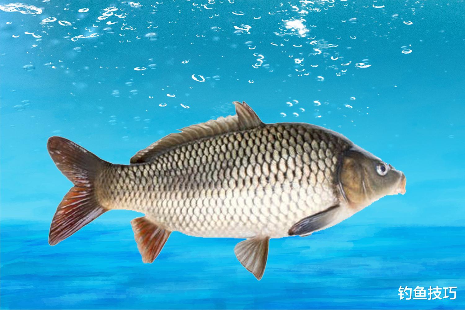 影响钓鱼的4个客观要素,决定了能否钓到鱼