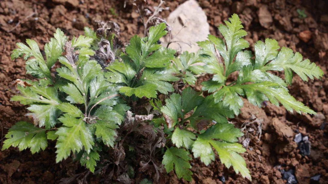 一个良方两味药，专治肝火犯胃，还能抗炎、镇痛、抗肿瘤、抗抑郁