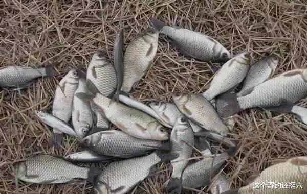 冬季用什么饵料味型发窝快？水深方向选对，下竿就有口不难实现！