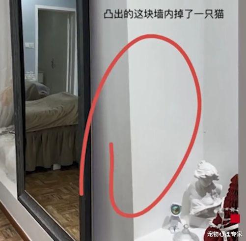 长裙 店铺内传来猫叫声,老板砸墙救出猫咪,网友:猫来财的节奏