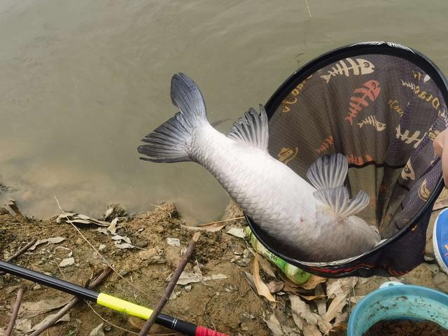 |钓虾农场作钓，酣畅淋漓擒巨物！