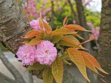 日本|日本晚樱，也叫重瓣樱花