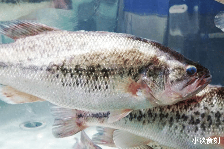 鲈鱼|“鲈鱼五不吃，吃了秋难安”，爱吃鲈鱼要留意，别瞎吃不当回事
