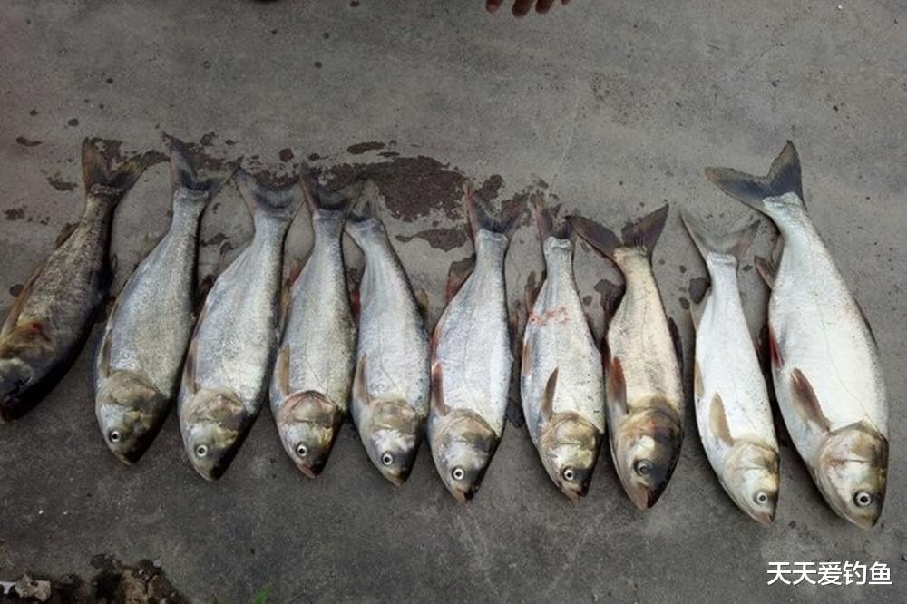 盛夏野钓,4种最好钓的鱼,不惧高温低气压